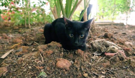 黒猫子猫のクリクリオメメ