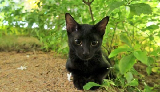 黒猫子猫ちゃん。まだまだコドモです♪