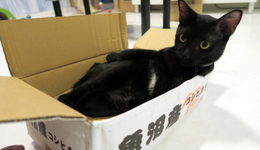 箱に入って欲しい飼い主と、それほど箱が好きじゃない猫