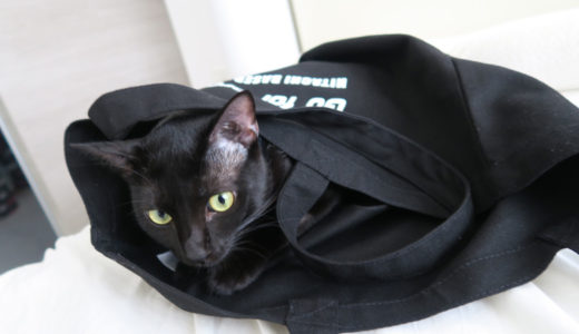 黒猫と黒いトートバッグ