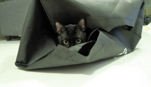 黒い大きいバッグを気に入る猫！