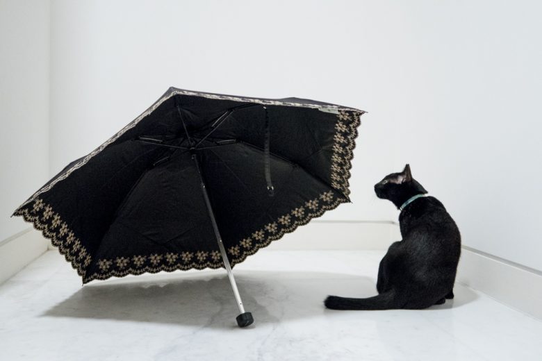 黒猫と、黒い傘。