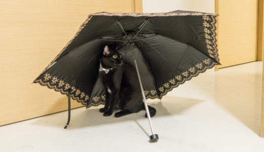 黒い傘と黒い猫。そしておやつ。