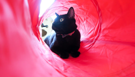 猫トンネルで遊ぶ！