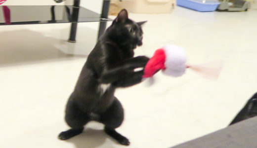 サンタ帽で遊ぶ猫。ただしドスコイ風