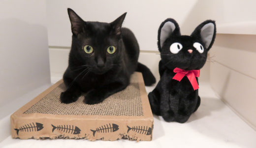 黒猫チビに、黒猫ジジをプレゼント！