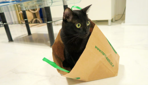 ＜動画あり＞紙袋・ダンボール箱に入る猫。そしてジャンプアウト！