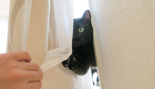 カーテン開けたら猫パンチ！（動画あり）