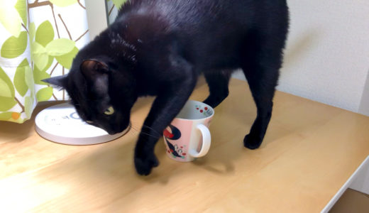 [動画あり] マグカップを埋めたい猫