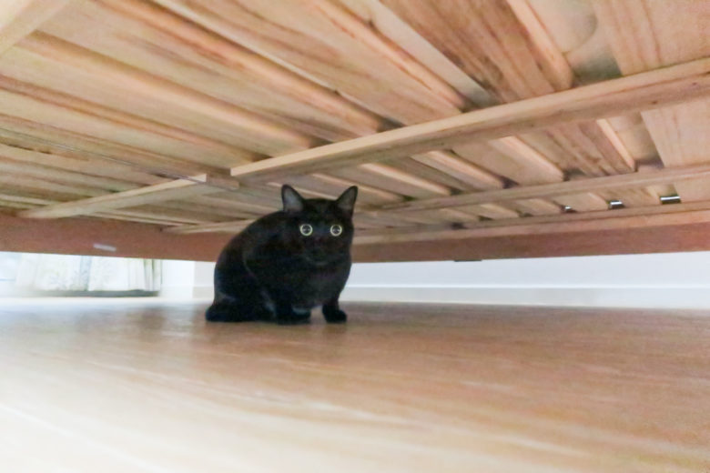 ベッドの下に隠れてオメメまん丸の黒猫チビ