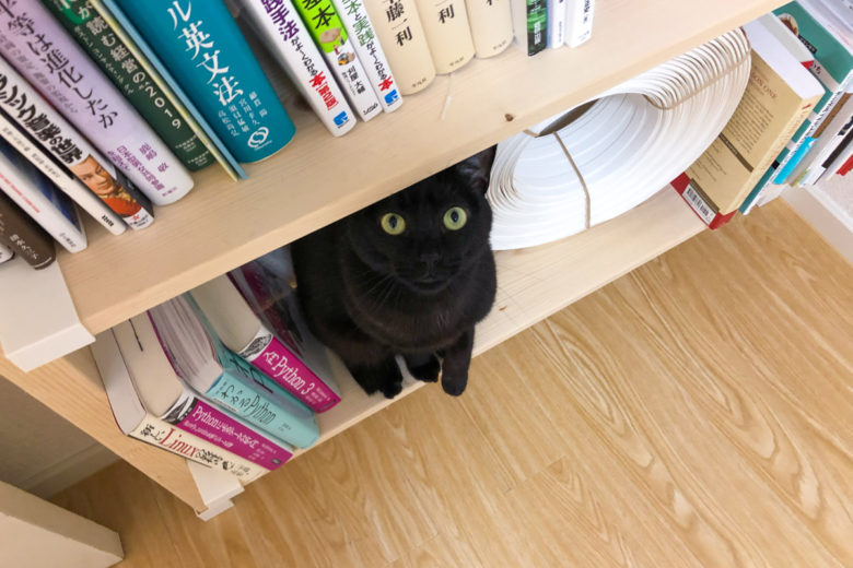 ツーバイフォー材とラブリコで作った本棚の下段でおすわりして見上げる黒猫チビ