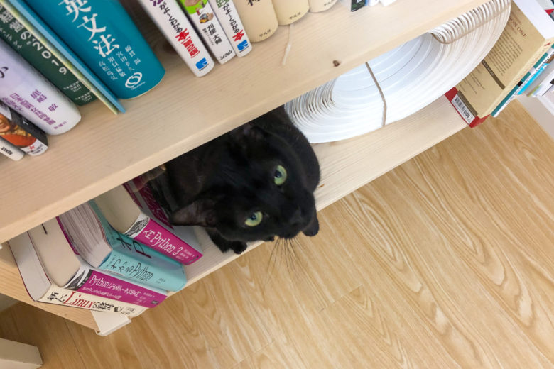 ツーバイフォー材とラブリコで作った本棚の下段でおすわりして見上げる黒猫チビ