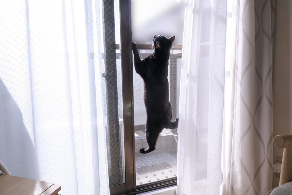 網戸に登る黒猫チビ