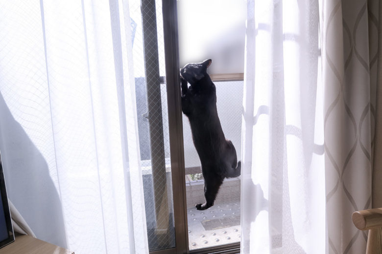 網戸に登る黒猫チビ
