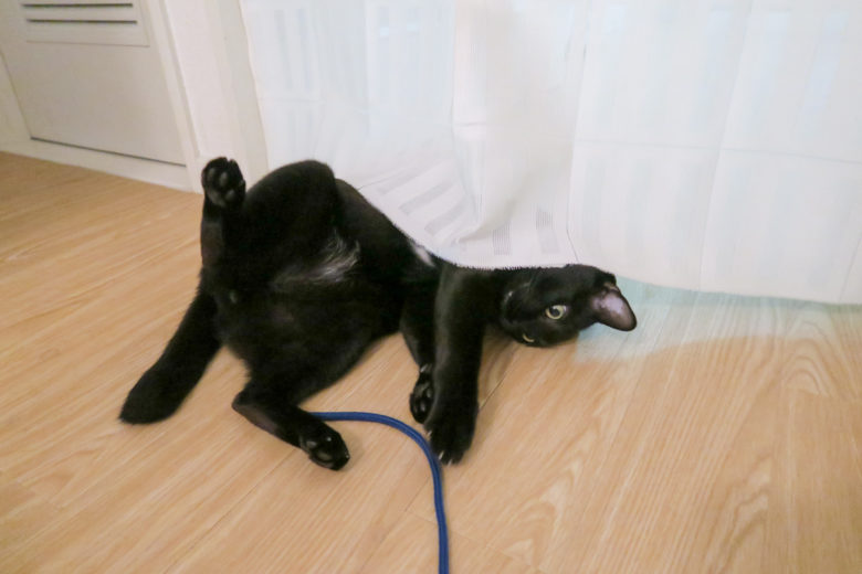 寝転びながら遊ぼうとする黒猫チビ