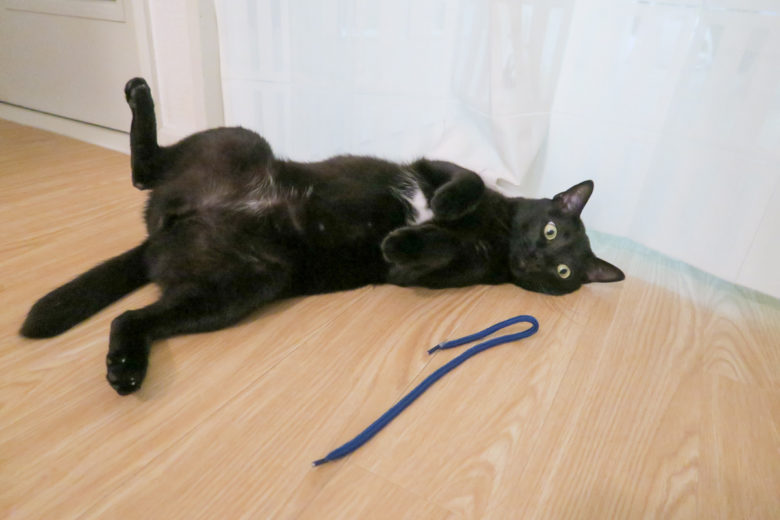 床で開いて紐を見るメル黒猫チビ
