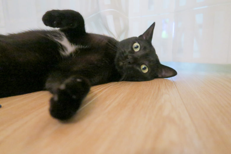 床に開いた黒猫チビ