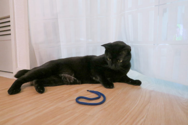 床でくつろいで紐をみつめる黒猫チビ