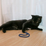 床で寝転びながら紐を前脚でチョイチョイする黒猫チビ