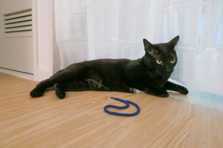 床でくつろぐ黒猫チビ