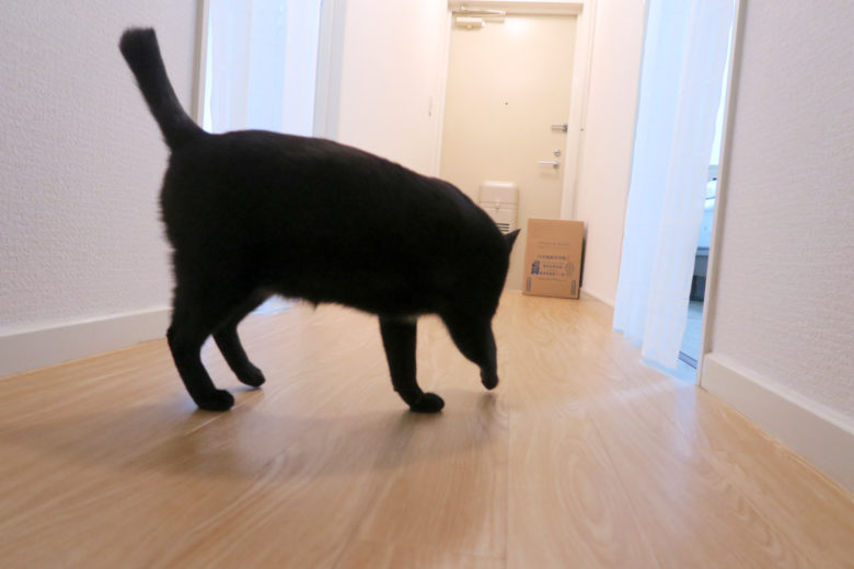 廊下で歩く黒猫チビの後ろ姿