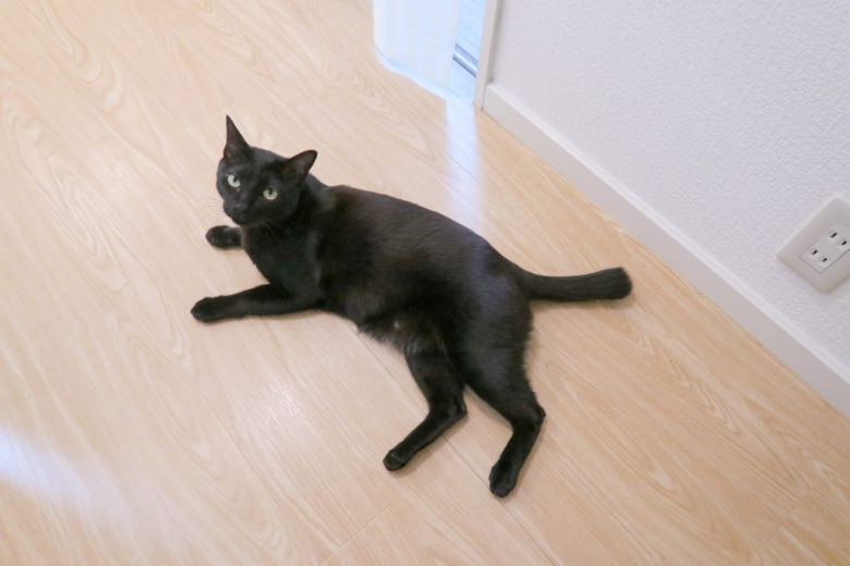 床でくつろぎながら上を見上げる黒猫チビ