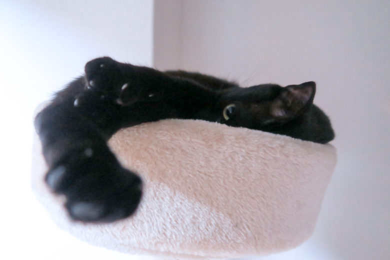 キャットタワー上部で片目でチラ見する黒猫チビ