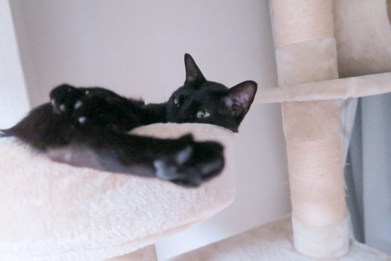 キャットタワー上部で肉球を見せながらくつろぐ黒猫チビ