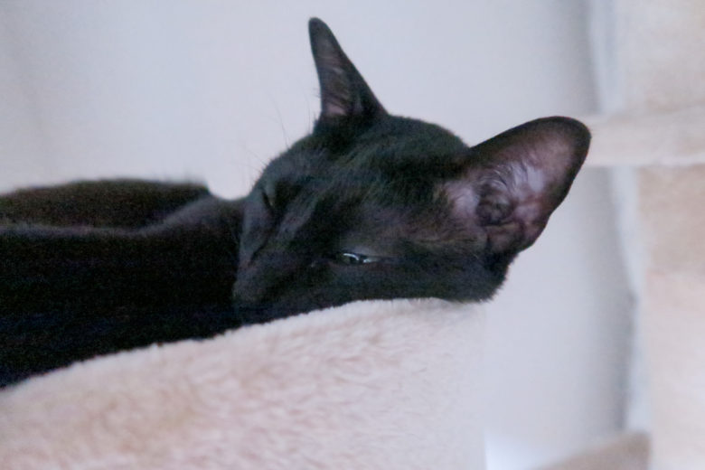 キャットタワー上部で寝る黒猫チビ