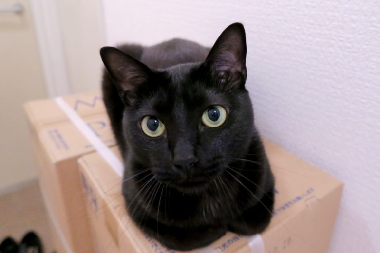 廊下のダンボール箱の上で香箱座りしてオメメクリクリな黒猫チビ