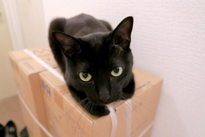ダンボール箱の上で香箱座りをしつつ狙う目線の黒猫チビ