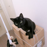 ダンボール箱の上でベルトを狙う黒猫チビ