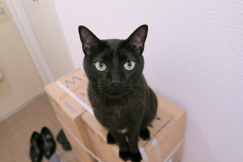 ダンボール箱の上でおすわりする黒猫チビ