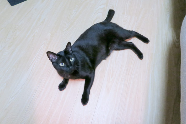 床に寝転んで見上げる黒猫チビ