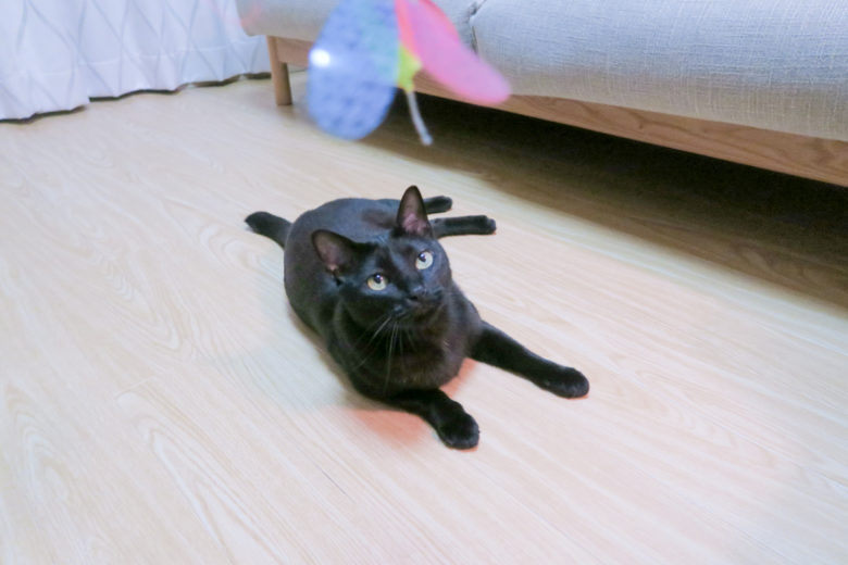 床に寝転んでカシャカシャぶんぶんを見上げる黒猫チビ