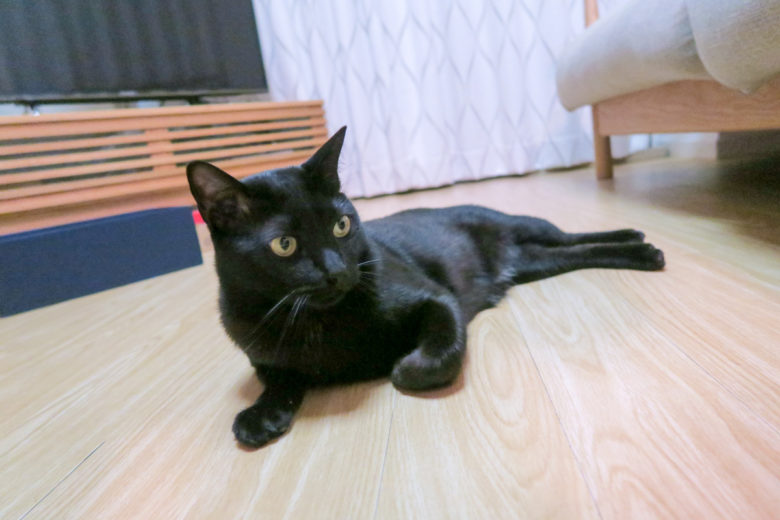 床でくつろぐ黒猫チビ