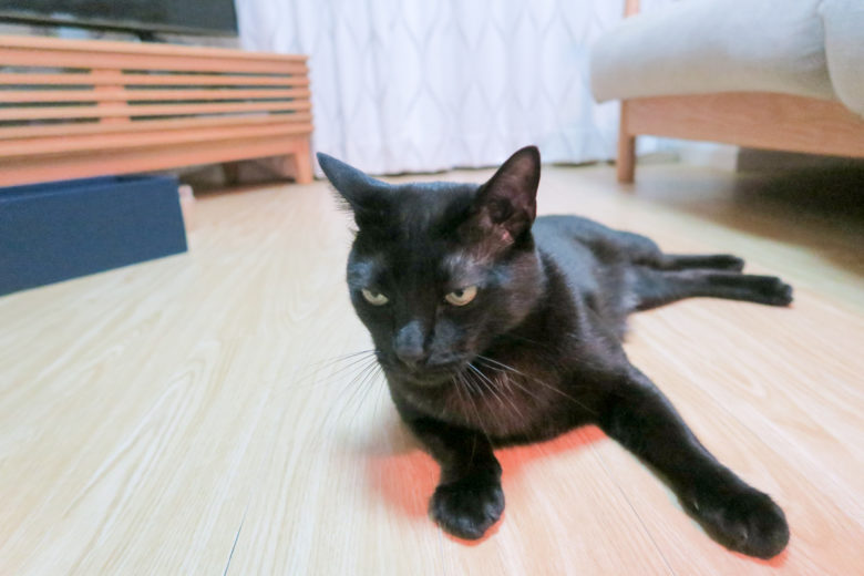 床でくつろぐちょっと変顔な黒猫チビ