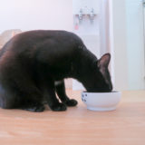 猫壱フードボウルでカリカリを食べている黒猫チビ