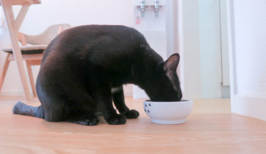 猫のご飯を食べてる時にフォルムってきれいですよね(´∀｀*)ｳﾌﾌ