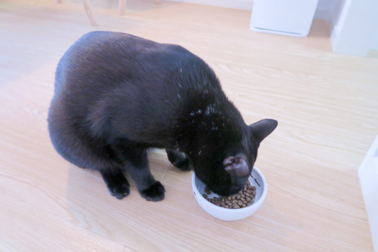 猫壱フードボウルでカリカリを食べている黒猫チビ