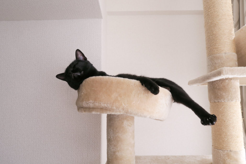 キャットタワー上部で溶けたような黒猫チビ
