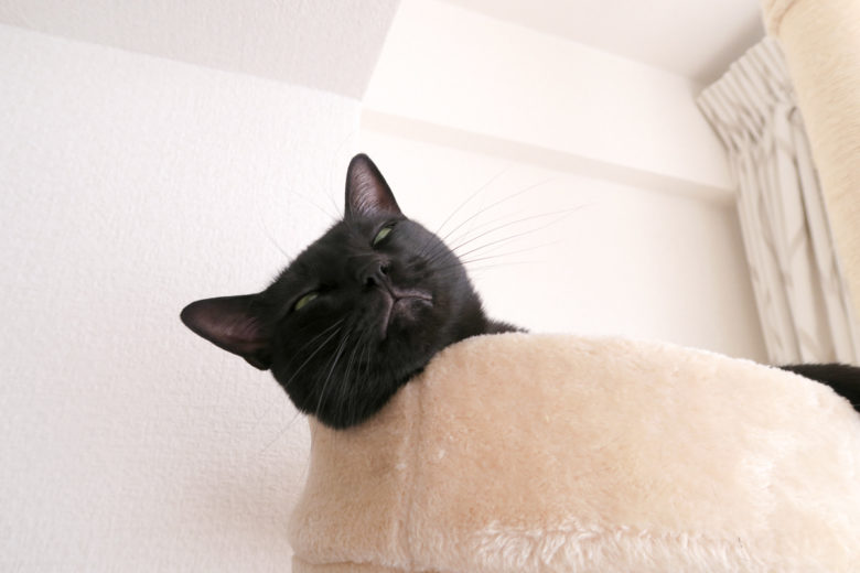 キャットタワー上部で溶けたような顔の黒猫チビ
