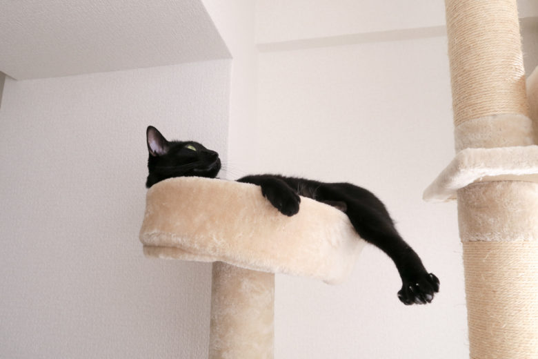 キャットタワー上部で足を投げ出した黒猫チビ