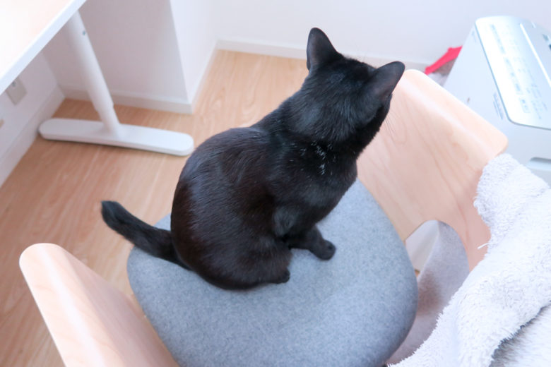 飼い主がどいた瞬間に椅子に乗る黒猫チビ