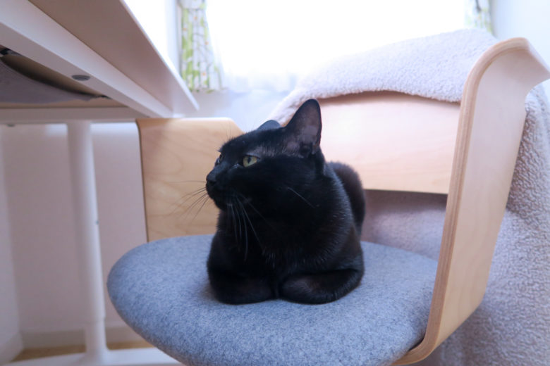 飼い主の椅子の上で香箱座りする黒猫チビ