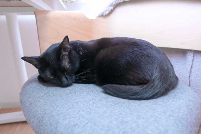 飼い主の椅子の上で気持ち良さそうに寝る黒猫チビ