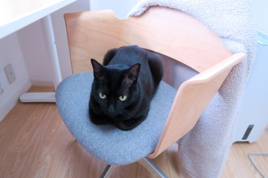 飼い主の椅子の上で香箱座りする黒猫チビ
