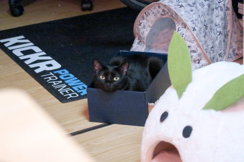 靴箱の中から飼い主を見つめる黒猫チビ
