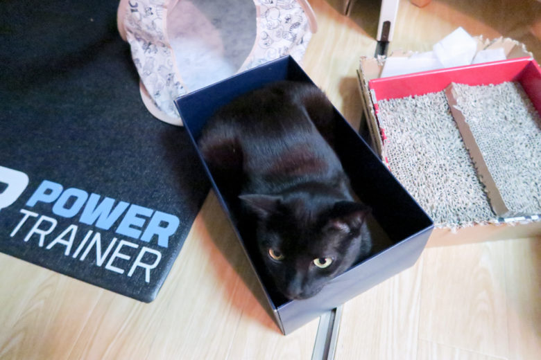 靴箱にすっぽり収まる黒猫チビ