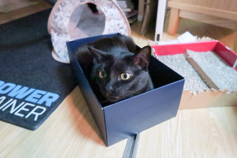 靴箱にすっぽり収まる黒猫チビ